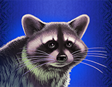 Symbol Raccoon