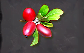 Symbol Berries