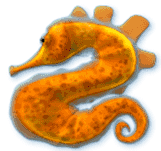 Symbol Seahorse