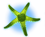 Green Starfish
 bonus