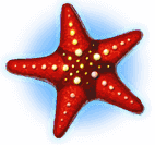 Red Starfish bonus
