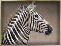 Symbol Zebra
